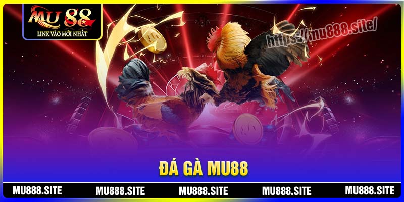 Đá gà MU88 không khác gì đá gà trực tiếp