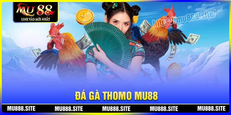 Đá gà Thomo MU88 – Nơi hội tụ những kê thủ tài ba